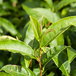 奧綠 (Okumidori) 奧綠 (Okumidori)