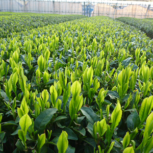 狹山香 (Sayamakaori) 狹山香 (Sayamakaori)