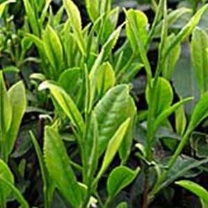 金谷綠 (Kanaya-midori) 金谷綠 (Kanaya-midori)