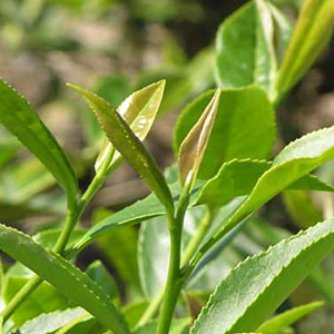 紅富貴 (Benifuki) 紅富貴 (Benifuki)
