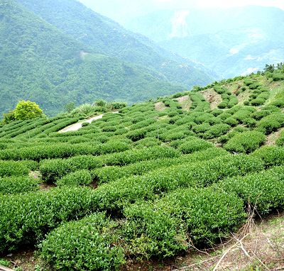 茶葉介紹│茶葉種類│茶葉特色 - 奇萊山高山茶區