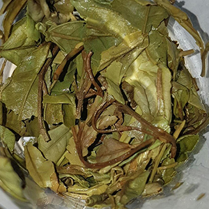 圖四 - 葉底 圖四 - 葉底