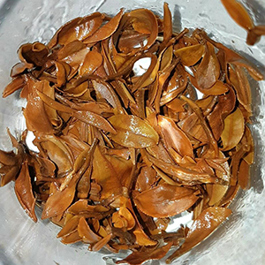 圖四 - 葉底 圖四 - 葉底